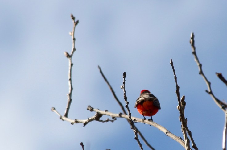 Vermilion Flycatcher