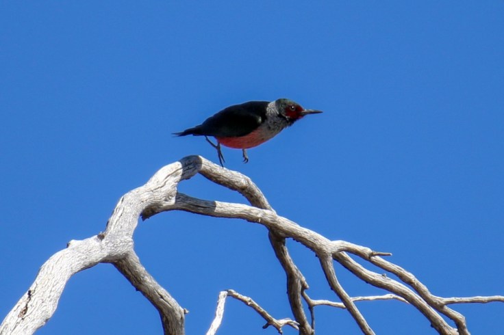 597BEDDC-AD7D-4531-B2D5-88EA619CB326