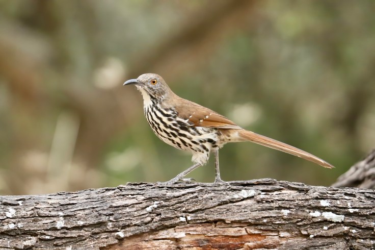 0E4A0082-denoise-denoise