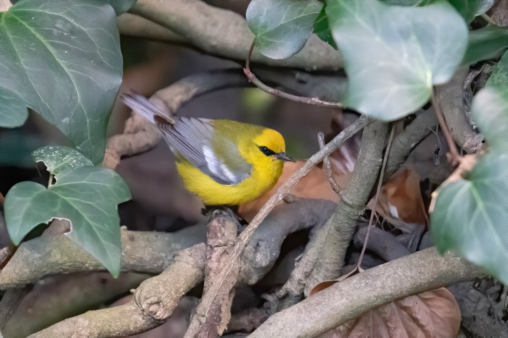 0E4A1534-denoise-denoise